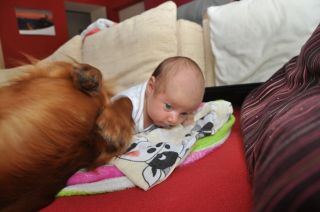 Dziecko i pies, jamniki